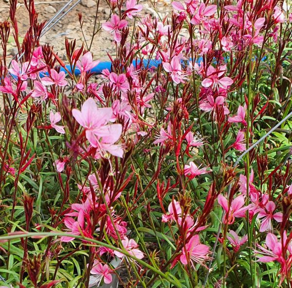 Kesäkynttilä, pikkutaimi